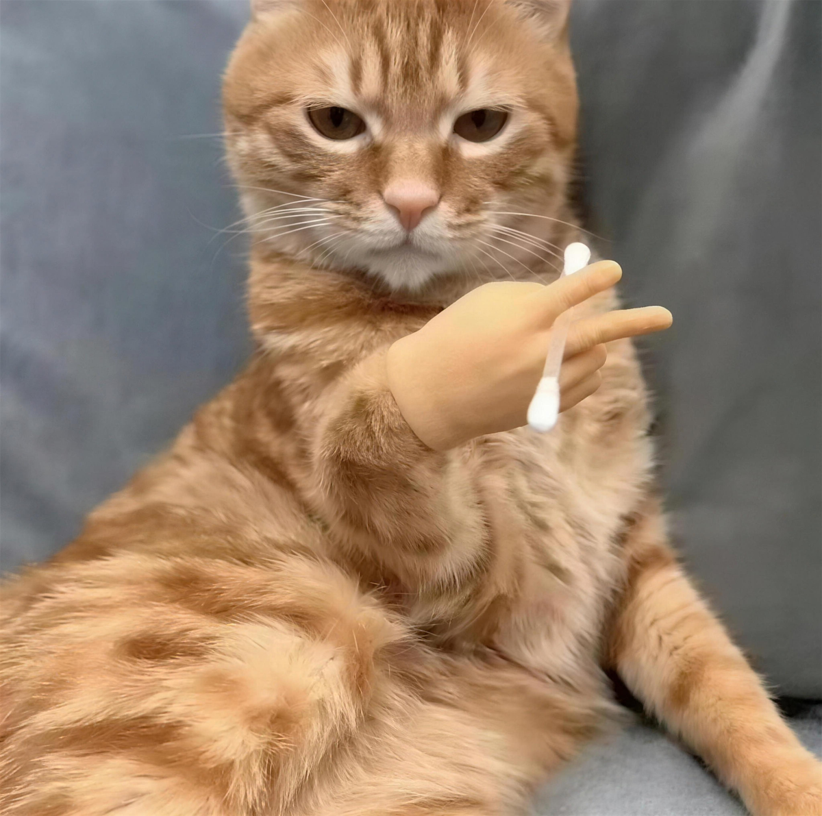 "The Mini Paws" Tiny Cat Hands